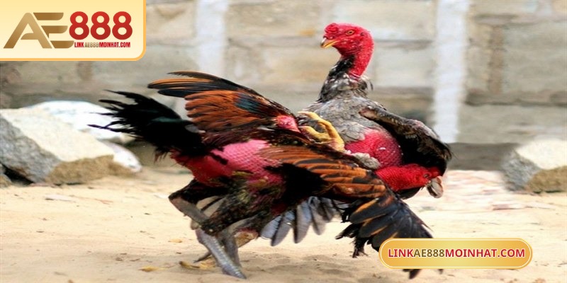 Mua Gà Đá Trên Mạng An Toàn Với Hướng Dẫn Chi Tiết 19 Mỗi màu lông tương ứng với khả năng đặc trưng