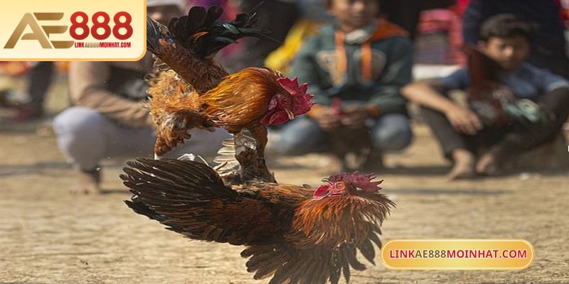 Mua Gà Đá Trên Mạng An Toàn Với Hướng Dẫn Chi Tiết 18 Gà chạy kiệu là cách di chuyển linh hoạt